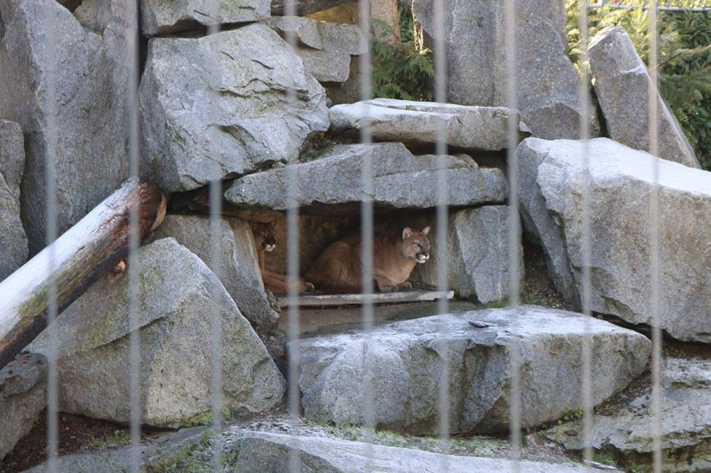 The namesake of the mountain they live on, the cougars serve as Santas watchful kittens. Nicole Jennings/staff photo