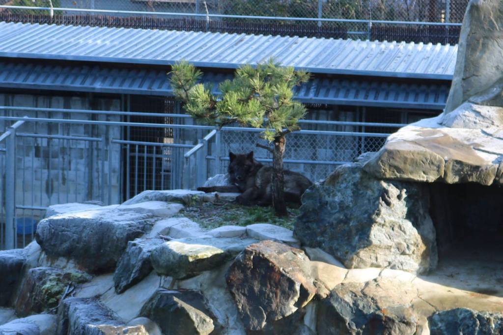 The wolves serve as Santas playful pups. Nicole Jennings/staff photo
