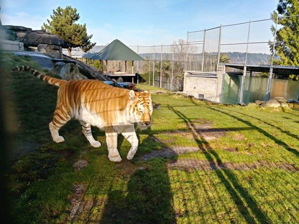The golden Bengal tigers, a rare breed of tiger with cinnamon-colored stripes instead of black, create the red stripes on candy canes for Santa.