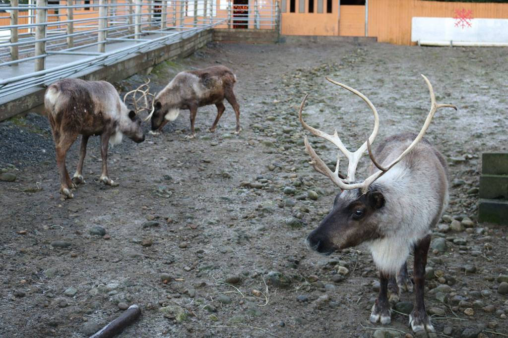 The jolly old elf and his reindeer squad are staying at the zoo until the big night on Christmas Eve. Nicole Jennings/staff photo