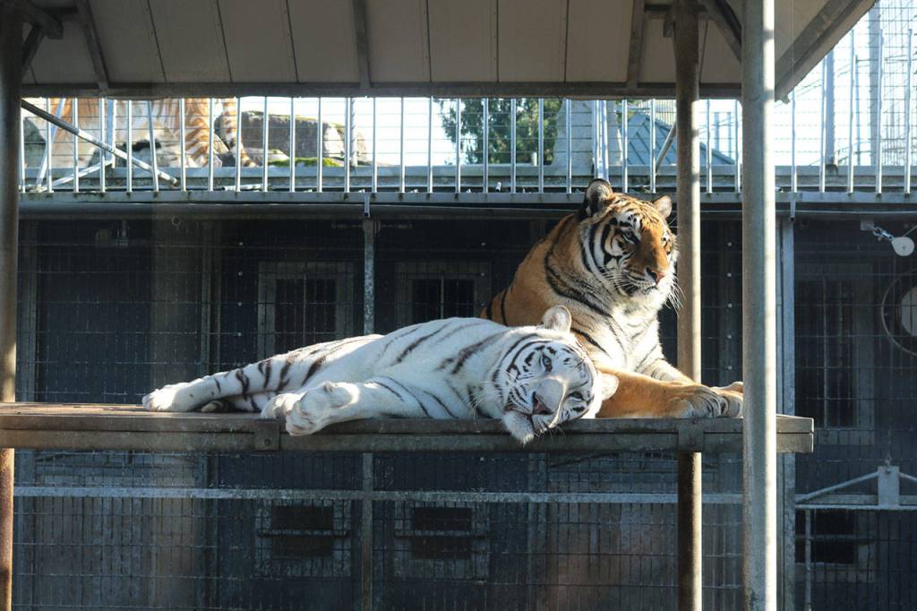 The majestic Bengal tigers. Nicole Jennings/staff photo