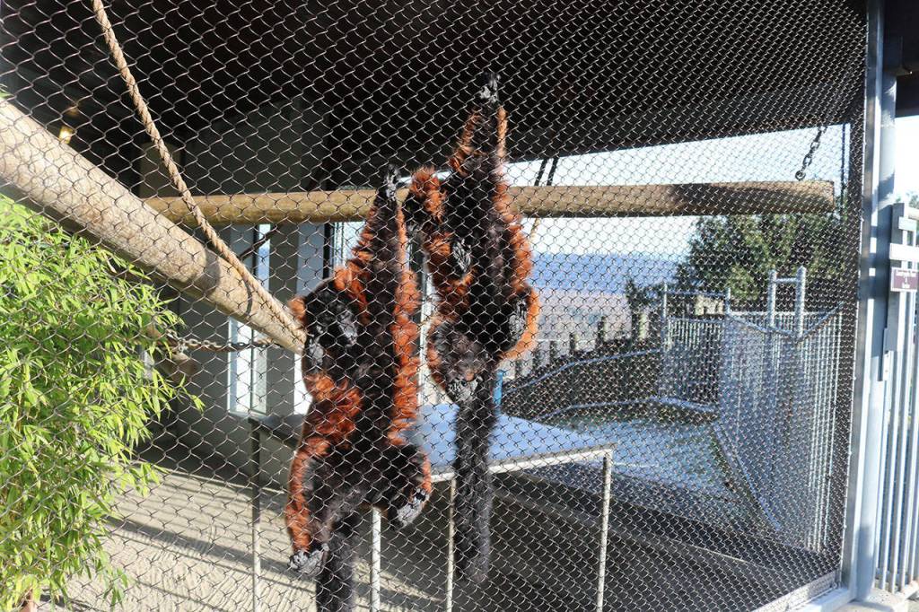 Its Zoboomafoos cousin; the lemurs are known as Santas sentinels. Nicole Jennings/staff photo