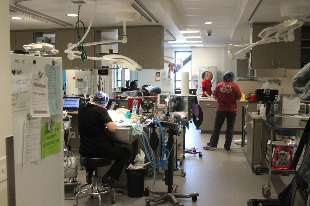 Seattle Humane’s new facility houses more animals, cleaner environment