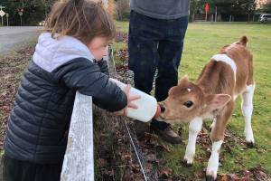 Caring for a calf at Sammamish farm