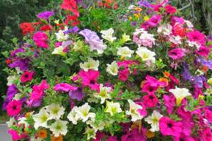 Photo courtesy of the Downtown Issaquah Association