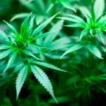 Since the first shops opened up in 2014, nearly $3 billion in pot sales has netted $742 million in excise tax revenue and $262 million in sales tax from 546 retailers across Washington. File photo