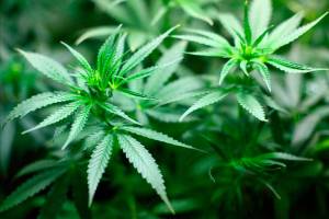 Issaquah Cannabis Company netted the most Eastside revenue