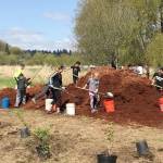 The city of Issaquah and Mountains to Sound Greenway held the tree planting event as a way to celebrate 25 years as an officially recognized Tree City USA. Courtesy Photo