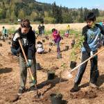 Volunteers remove weeds, replant trees in Issaquah