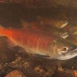 Low numbers of Lake Sammamish kokanee raise fears of extinction