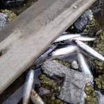 Hundreds of smelt wash ashore in Liberty Bay