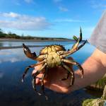 Compared to the Dungeness Spit this season, Neah Bay has recorded trapping about 10 times as many European green crab, such as this one Jonathan Scordino holds. (Adrianne Akmajian/ Makah Fisheries Management)