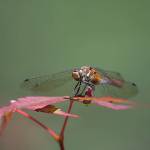 David Behrens, won the online vote with his photo of a dragonfly. Photo courtesy of the Urban Forest Management Plan