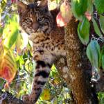 Stephanie Kuwasaki won the in-person vote with her photo of a bobcat. Photo courtesy of the Urban Forest Management Plan