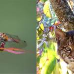 Urban Forest Management Plan announces photo contest winners