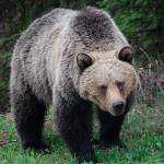 New study confirms historical presence of grizzlies in Washington