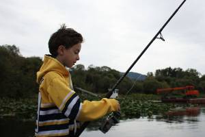 Anglers wrangle in yellow perch at Lake Sammamish