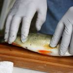 Bill Gerdts measures a yellow perch at the Lake Sammamish Perch Derby on Sept. 15. In all, 74 anglers competed in the derby which netted 636 pounds of yellow perch. Aaron Kunkler/staff photo