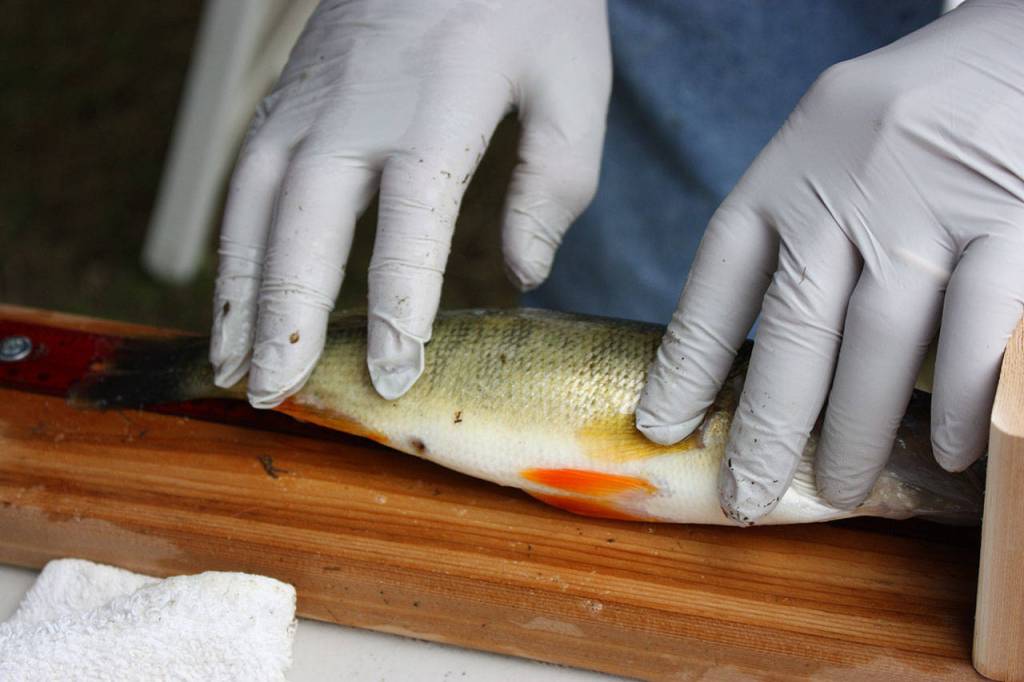 Bill Gerdts measures a yellow perch at the Lake Sammamish Perch Derby on Sept. 15. In all, 74 anglers competed in the derby which netted 636 pounds of yellow perch. Aaron Kunkler/staff photo