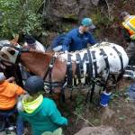 Huckleberry being fitted with a rescue sling on Sept. 23. Contributed by Jenny Bloor