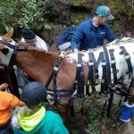 Despite helicopter rescue efforts, horse dies after fall