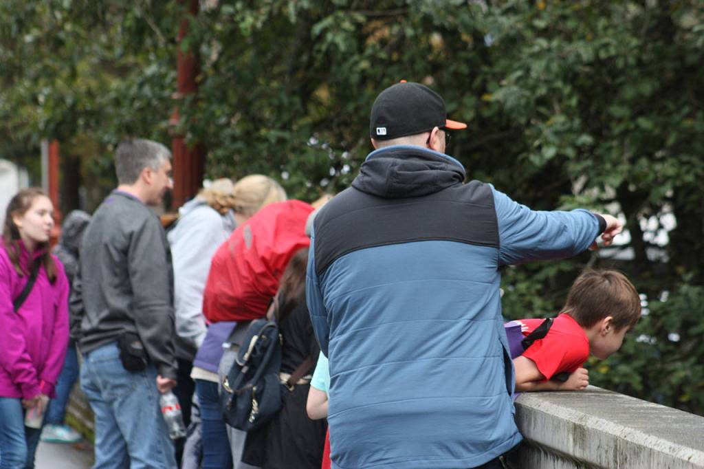 Migrating salmon are viewable from bridges on Issaquah Creek around the city during September and October as the fish make their way back upstream from the ocean to spawn. Aaron Kunkler/staff photo