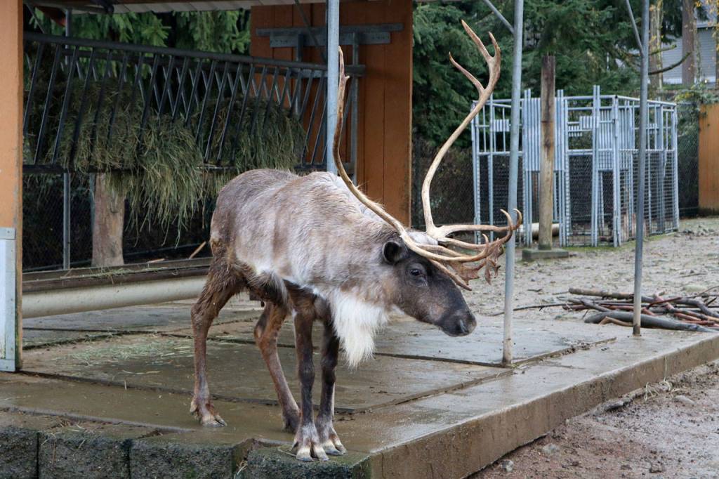 One of the Reindeer stands behind the rest and looks at the crowd of Zoo attendees. Evan Pappas/Staff Photo