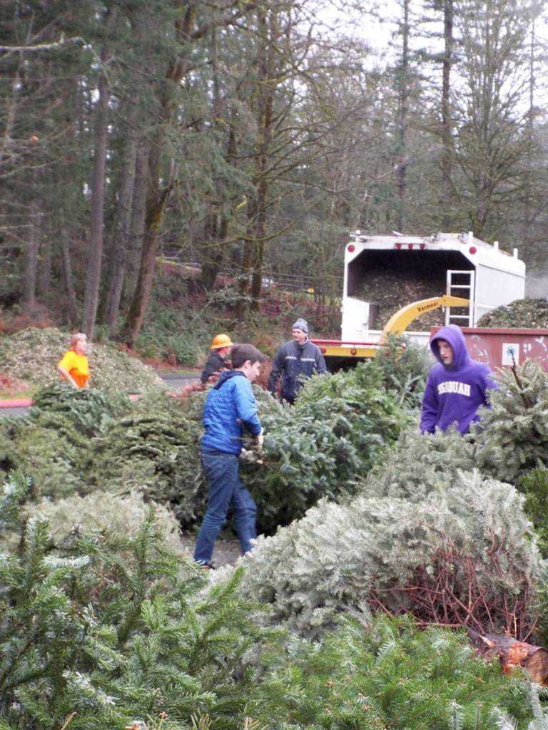 Scouts move trees into an organized line so they can be quickly and efficiently moved through the chipping process. Courtesy Photo