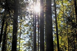 Issaquah upgrades to all-new activities and programs registration service