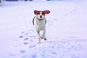 Dedicated dog park coming to Issaquah’s Tibbetts Valley Park