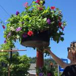 The downtown flower baskets in Issaquah are funded entirely through donations and maintained by the Downtown Issaquah Association. Photo courtesy of the Downtown Issaquah Association