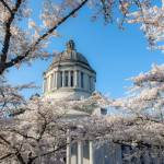 (Linda J. Smith) Cherry trees fully in bloom at the state capital in Olympia.