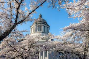 (Linda J. Smith) Cherry trees fully in bloom at the state capital in Olympia.
