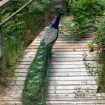 Peacocks roam the neighborhood of Beards Cove in sportswriter Shaun Scotts childhood hometown of Belfair. Shaun Scott/staff photo