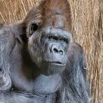 Prop 1 would fund parks, zoos and open spaces