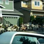 200 goats escaped into the streets of Issaquah