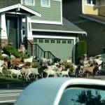 200 goats escaped into the streets of Issaquah