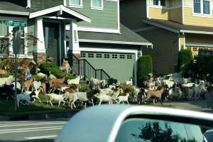 200 goats escaped into the streets of Issaquah