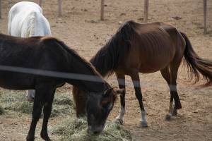 One of Hunters herds, located in King County, is fed a batch of hay. Horses, like these, are being housed on properties in numerous counties. Landowners allege that their owner hasnt provided enough food or medical attention. Ashley Hiruko/staff photo