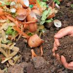 King County is considering ways to increase both the supply of and demand for compost to help divert organic material from the landfill. File photo