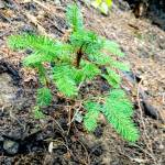 A newly planted tree. Courtesy photo