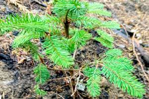 A newly planted tree. Courtesy photo