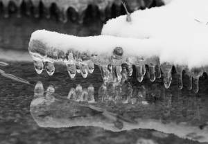 New Year’s Day will serve frigid dip