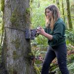 Katie Remine servicing a motion-activated wildlife camera in one of many remote camera sites. Photo courtesy of Woodland Park Zoo