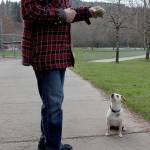Natalie DeFord/staff photo                                Molly, a 4-year-old dog, playing with her humans Buck and Linda Dentinger at Tibbetts Valley Park in Issaquah in February, 2020.