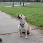 Natalie DeFord/staff photo                                Molly, a 4-year-old dog, playing with her humans Buck and Linda Dentinger at Tibbetts Valley Park in Issaquah in February, 2020.