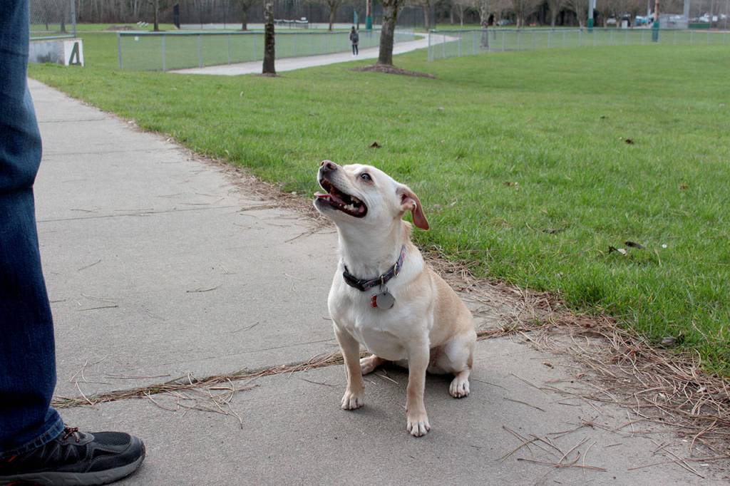 Natalie DeFord/staff photo                                Molly, a 4-year-old dog, playing with her humans Buck and Linda Dentinger at Tibbetts Valley Park in Issaquah in February, 2020.
