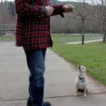 Natalie DeFord/staff photo                                Molly, a 4-year-old dog, playing with her humans Buck and Linda Dentinger at Tibbetts Valley Park in Issaquah in February, 2020.