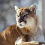 State loosens cougar hunting restrictions