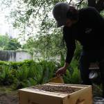Pedro Miola using smoke to pacify the bees as he opens the box. (Photo by Cameron Sheppard)